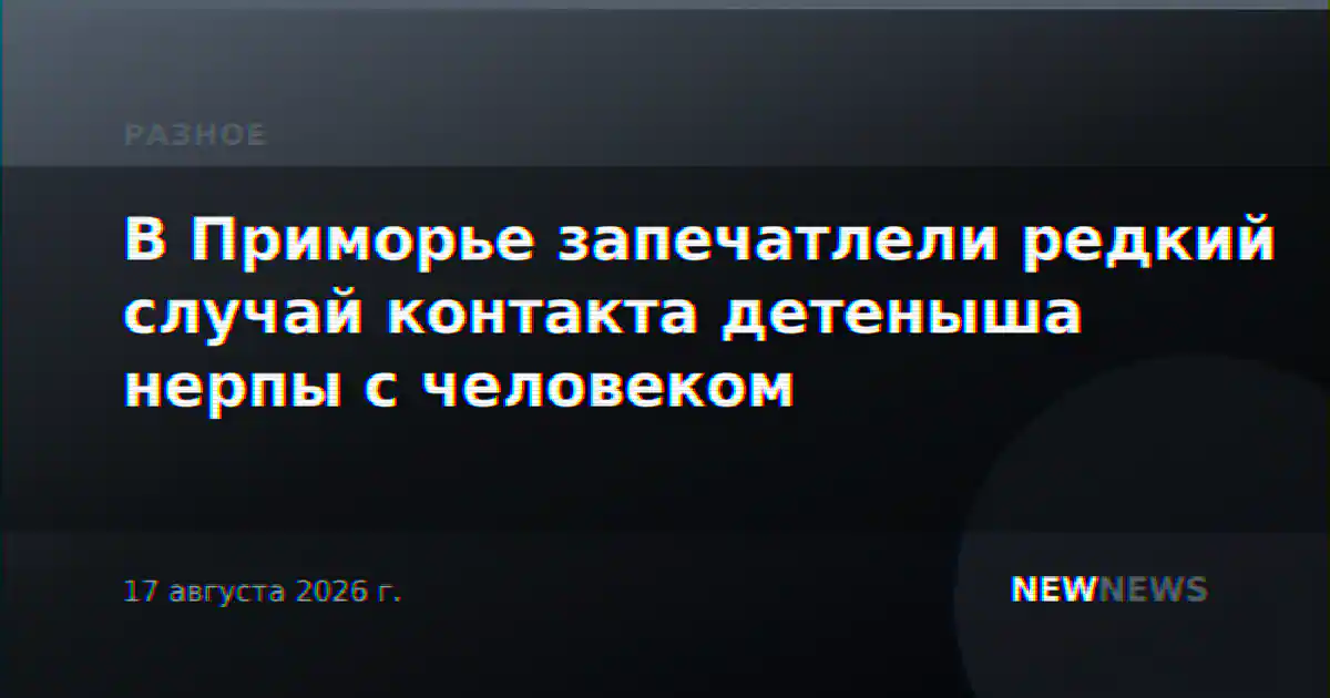 В Приморье запечатлели редкий случай контакта детеныша нерпы с человеком