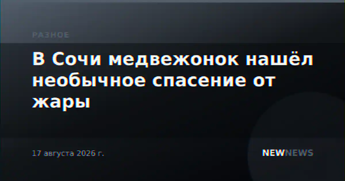 В Сочи медвежонок нашёл необычное спасение от жары