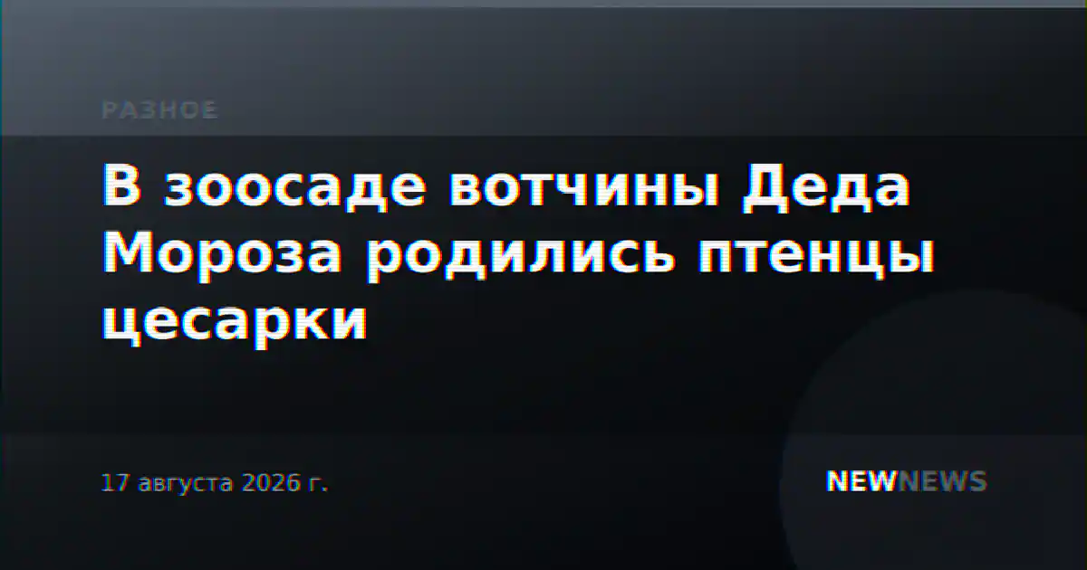 В зоосаде вотчины Деда Мороза родились птенцы цесарки