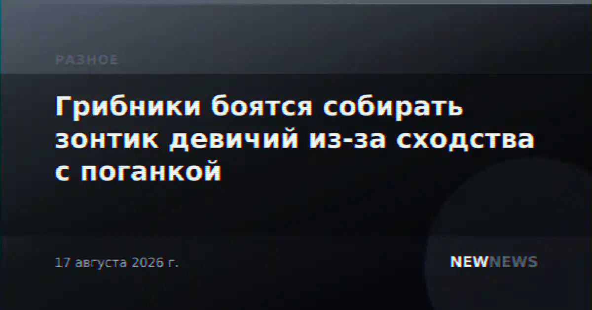Грибники боятся собирать зонтик девичий из-за сходства с поганкой