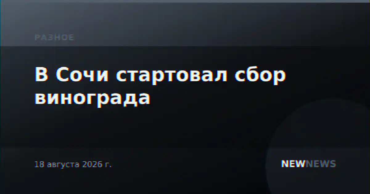 В Сочи стартовал сбор винограда