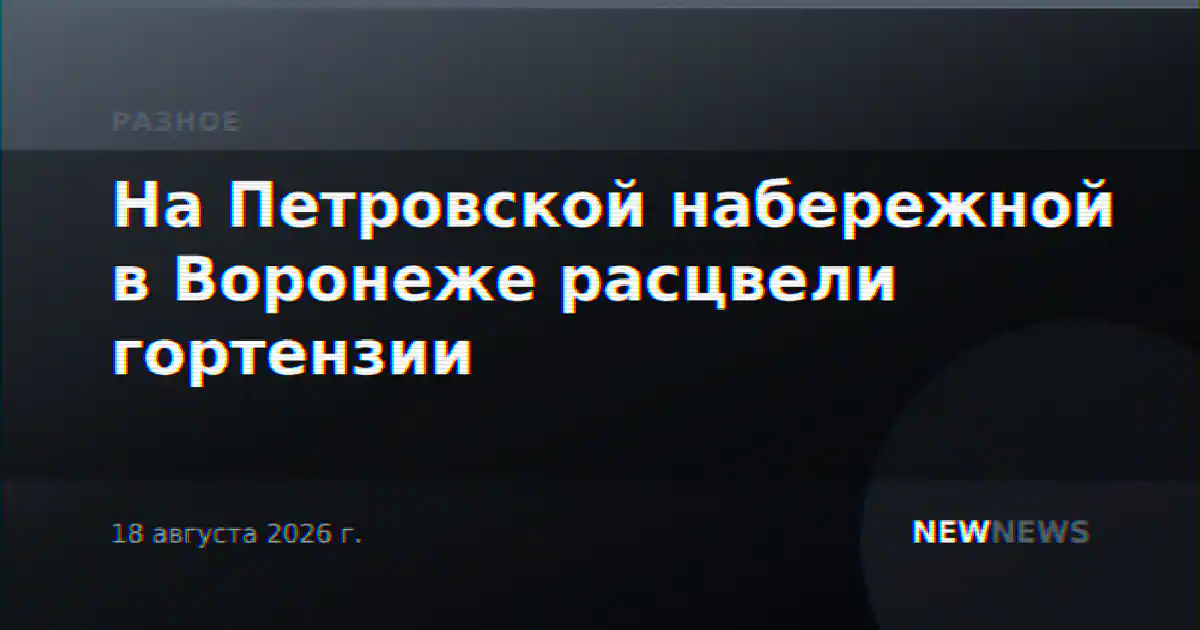 На Петровской набережной в Воронеже расцвели гортензии
