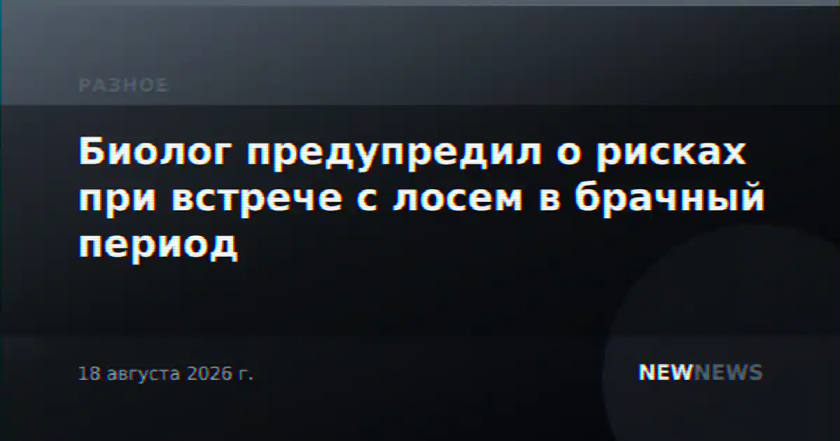 Биолог предупредил о рисках при встрече с лосем в брачный период