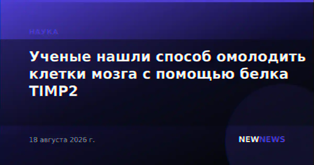 Ученые нашли способ омолодить клетки мозга с помощью белка TIMP2