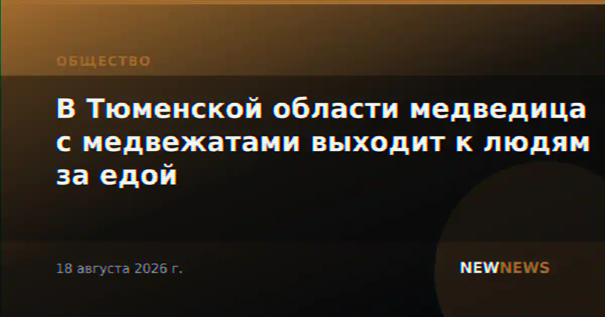 В Тюменской области медведица с медвежатами выходит к людям за едой