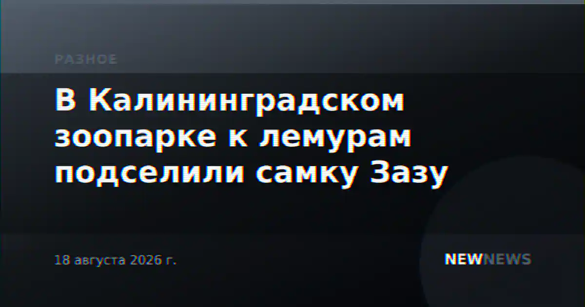 В Калининградском зоопарке к лемурам подселили самку Зазу