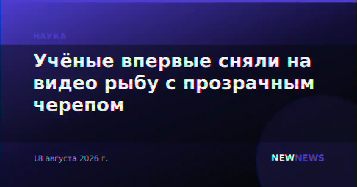 Учёные впервые сняли на видео рыбу с прозрачным черепом